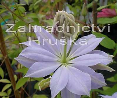 plamének - Clematis 'Denny ´s Double'