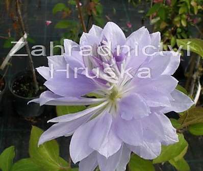 plamének - Clematis 'Denny ´s Double'