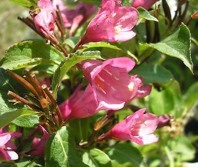 vajgelie - Weigela 'Rumba'