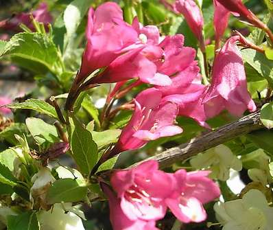 vajgelie - Weigela 'Rumba'