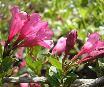 vajgelie - Weigela 'Rumba'