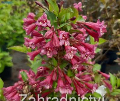 vajgelie - Weigela 'Rumba'