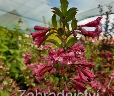 vajgelie - Weigela 'Rumba'