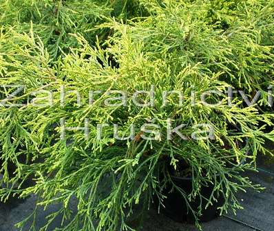 cypřišek - Chamaecyparis pisifera 'Sungold'