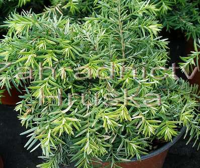 jedlovec - Tsuga canadensis 'Jedeloh'