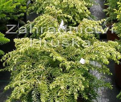 jedlovec - Tsuga canadensis 'Jedeloh'