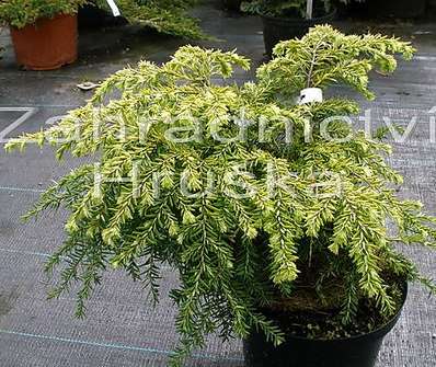 jedlovec - Tsuga canadensis 'Jedeloh'