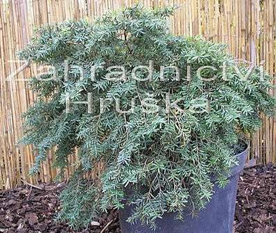 jedlovec - Tsuga canadensis 'Jedeloh'