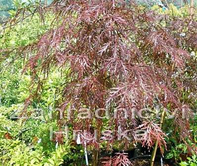 javor - Acer palmatum 'Garnet'..