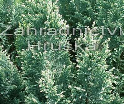 cypřišek - Chamaecyparis lawsoniana 'Snow White'.