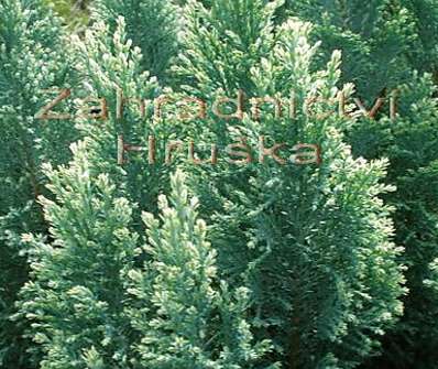 cypřišek - Chamaecyparis lawsoniana 'Snow White'.