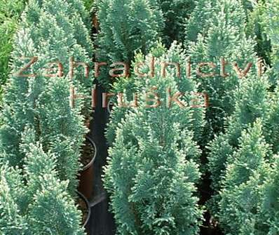 cypřišek - Chamaecyparis lawsoniana 'Snow White'.