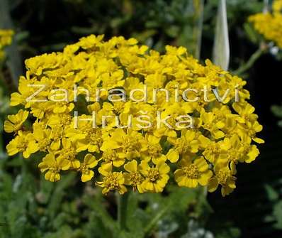 Achillea tometosa