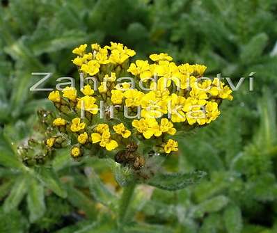 Achillea tometosa