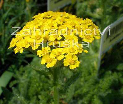 Achillea tometosa