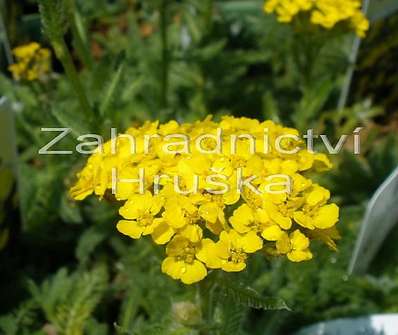 Achillea tometosa