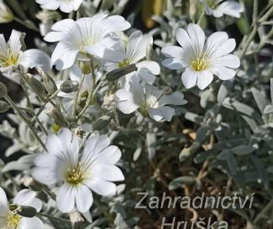 Cerastium tomentosum