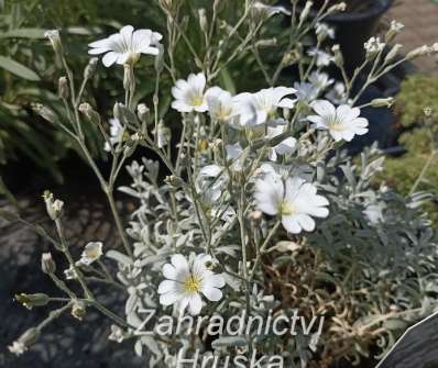 Cerastium tomentosum