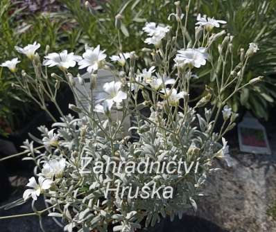 Cerastium tomentosum