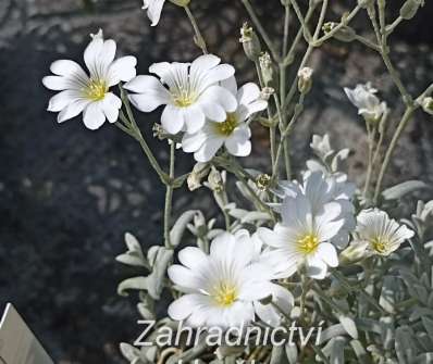 Cerastium tomentosum