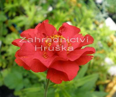 Geum chiloense Mrs. Bradshaw