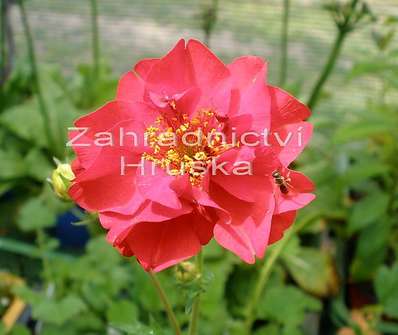 Geum chiloense Mrs. Bradshaw