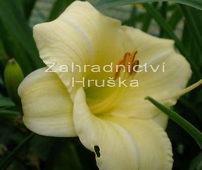 Hemerocalis Longfield Pearl