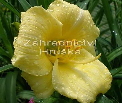 Hemerocalis Longfield Pearl