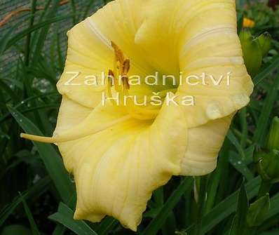 Hemerocalis Longfield Pearl