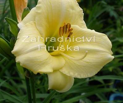 Hemerocalis Longfield Pearl