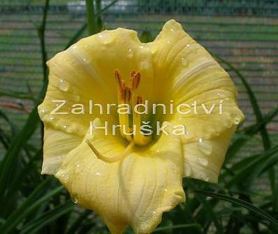 Hemerocalis Longfield Pearl