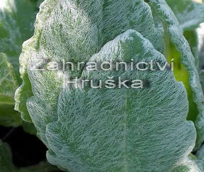 Salvia argentea