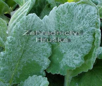 Salvia argentea