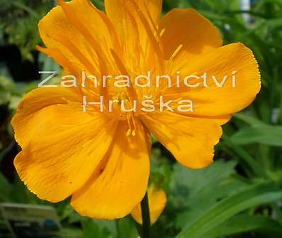 Trollius chinensis Golden Queen