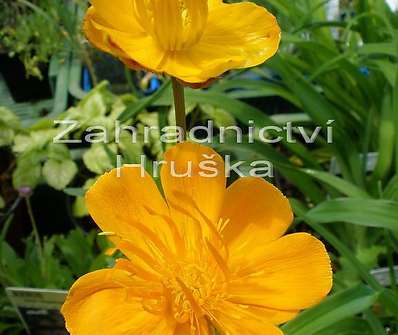 Trollius chinensis Golden Queen