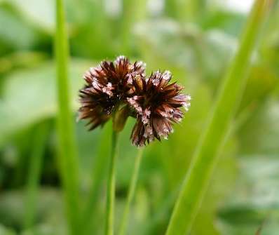 Juncus encifolius