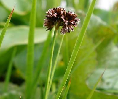 Juncus encifolius