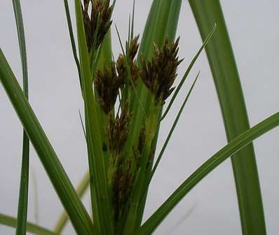 Cyperus longus