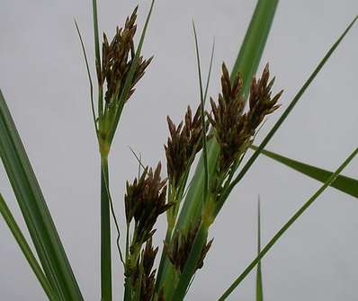 Cyperus longus