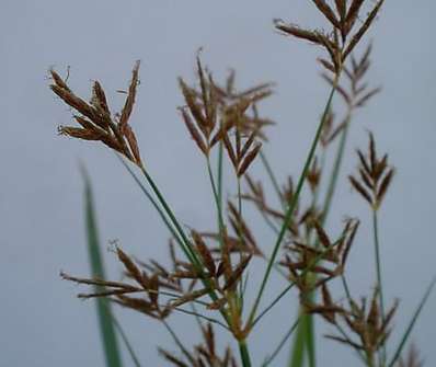 Cyperus longus