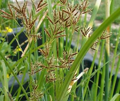 Cyperus longus