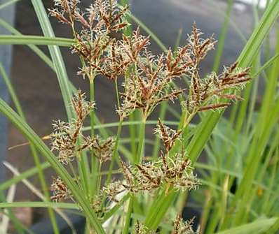 Cyperus longus
