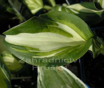 bohyška - Hosta undulata 'Albomarginata'