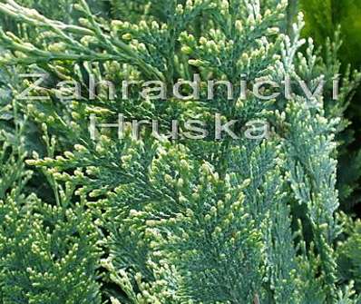 cypřišek - Chamaecyparis lawsoniana 'White Spot'.