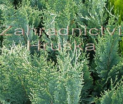 cypřišek - Chamaecyparis lawsoniana 'White Spot'.