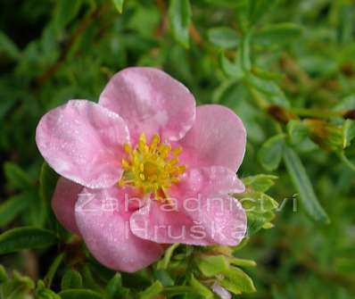 mochna - Potentilla fruticosa 'Floppy Disc'