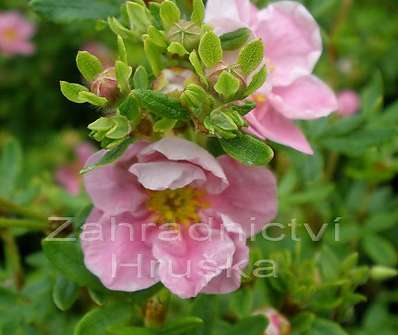 mochna - Potentilla fruticosa 'Floppy Disc'