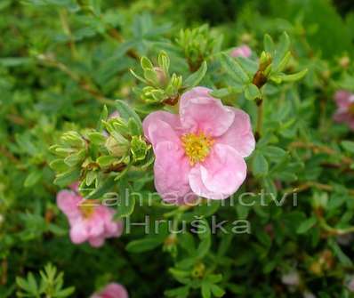 mochna - Potentilla fruticosa 'Floppy Disc'