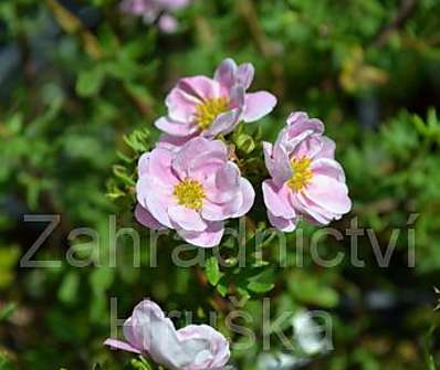 mochna - Potentilla fruticosa 'Floppy Disc'