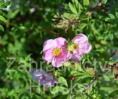 mochna - Potentilla fruticosa 'Floppy Disc'